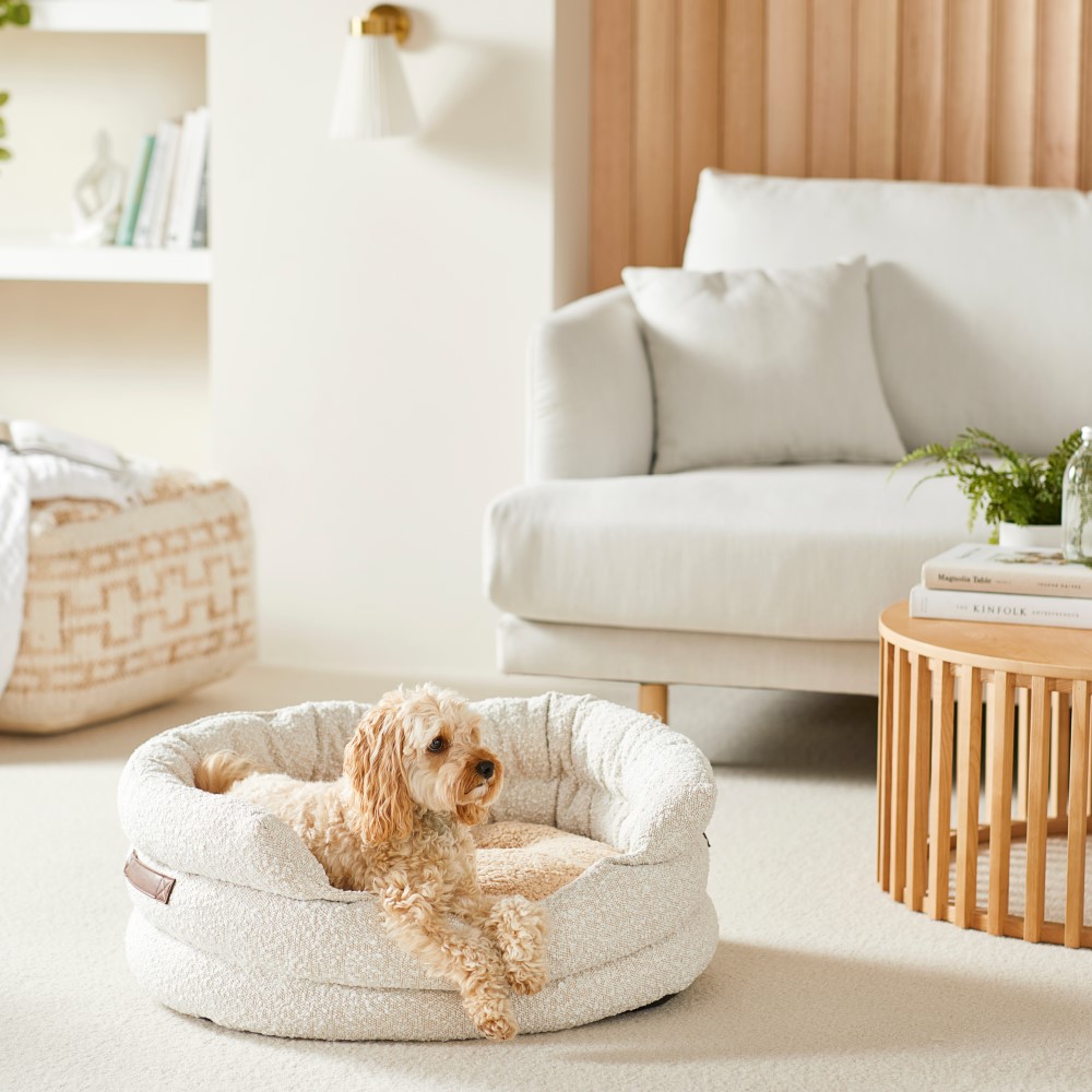 Pet store bed furniture