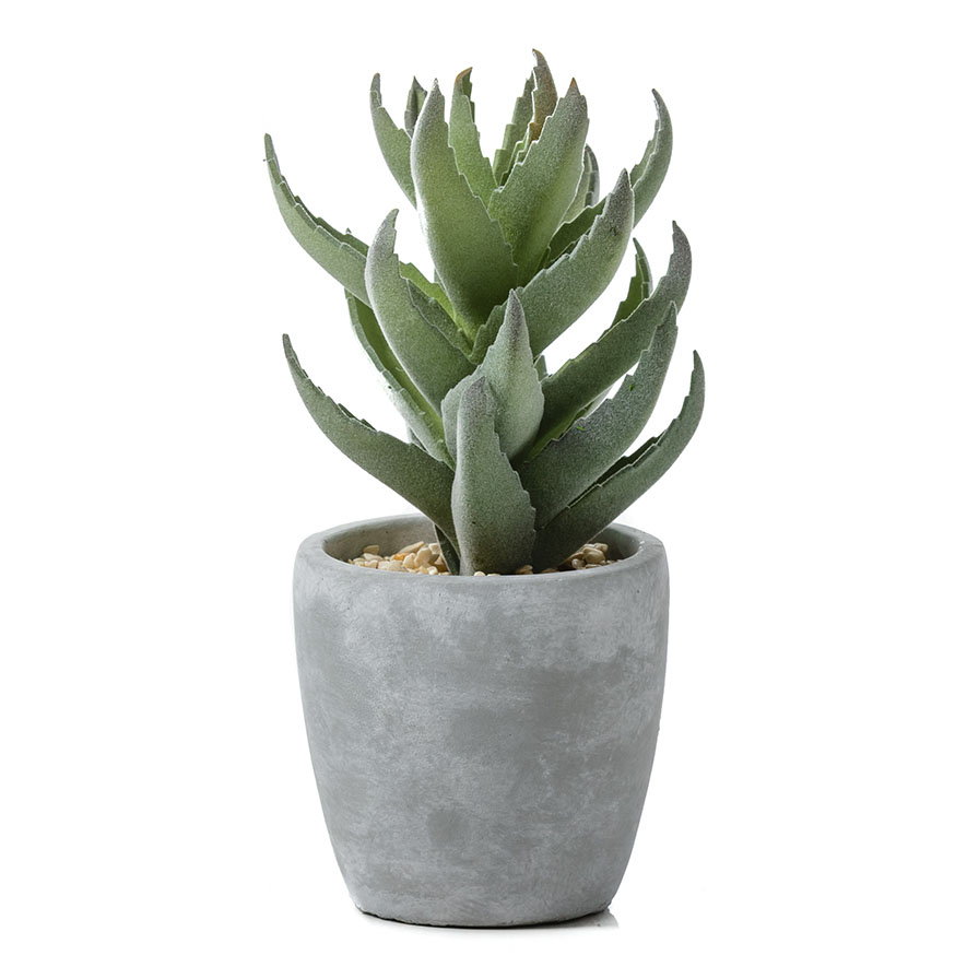 Atacama Desert Spikey Succulent in Pot | Adairs